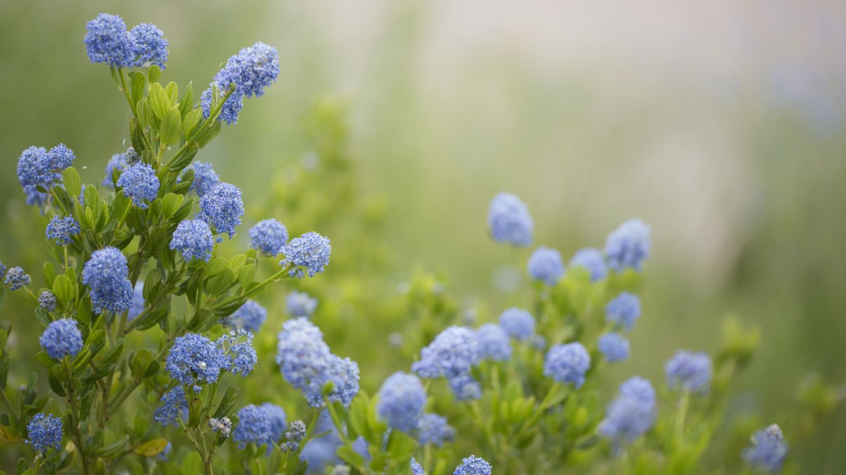 ceanothus