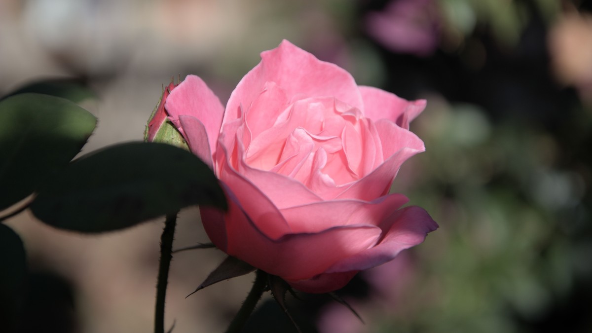rosa iceberg