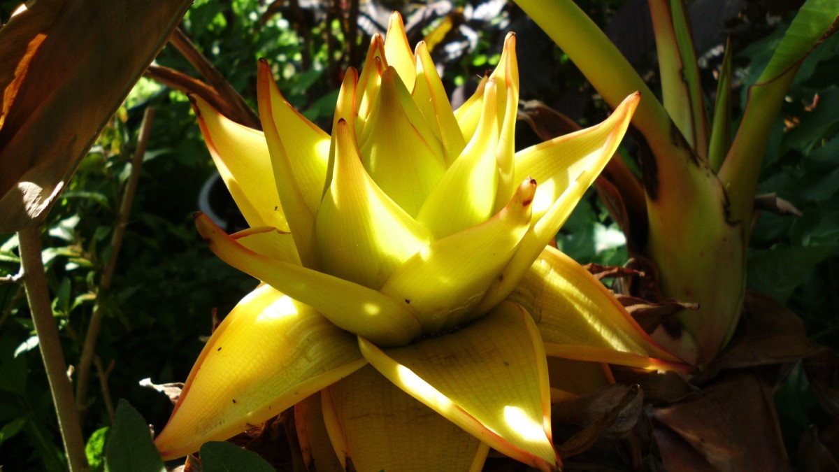 musella lasiocarpa