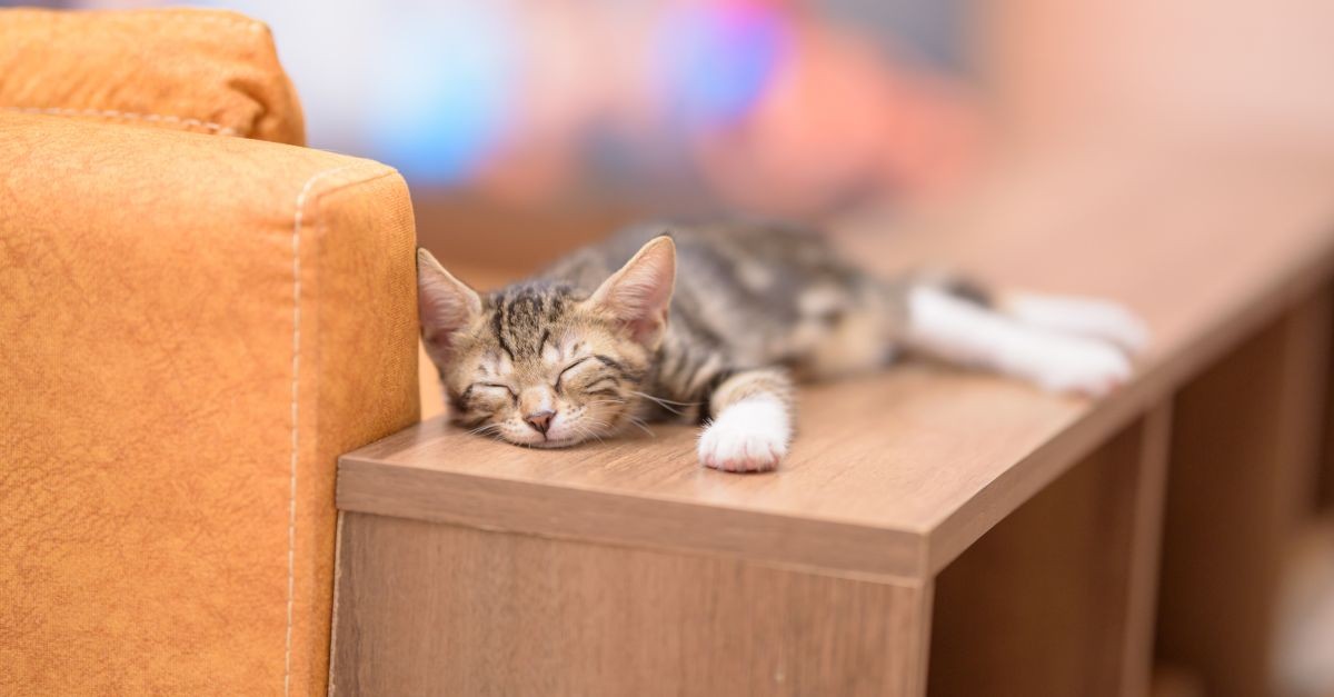 cucciolo di gatto che riposa 