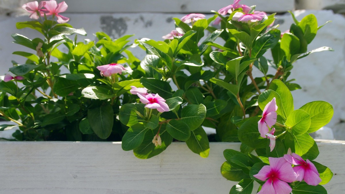 coltivare la mandevilla
