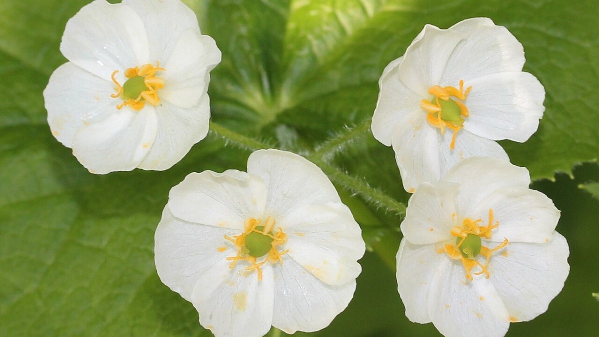 fiore scheletro