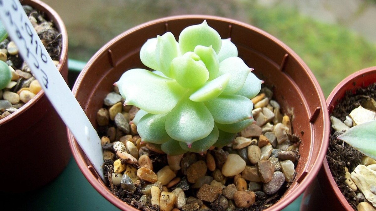 echeveria elegans