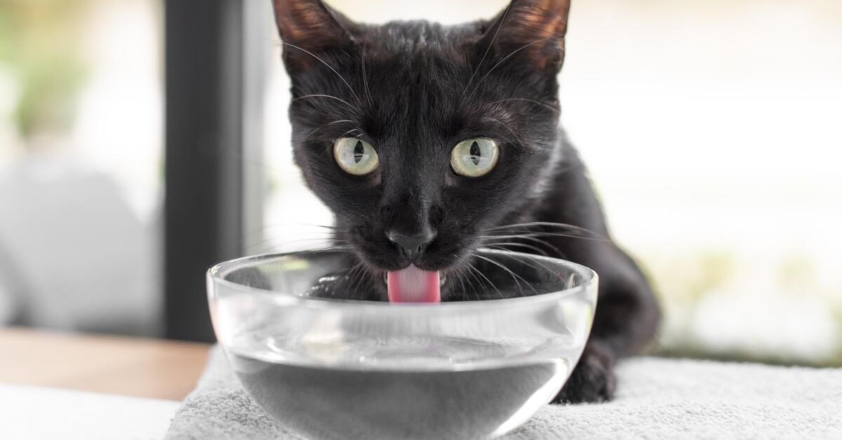 gatto beve acqua dalla ciotola in casa