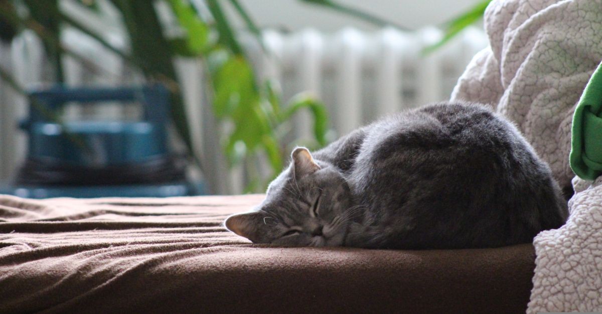gatto che sonnecchia 