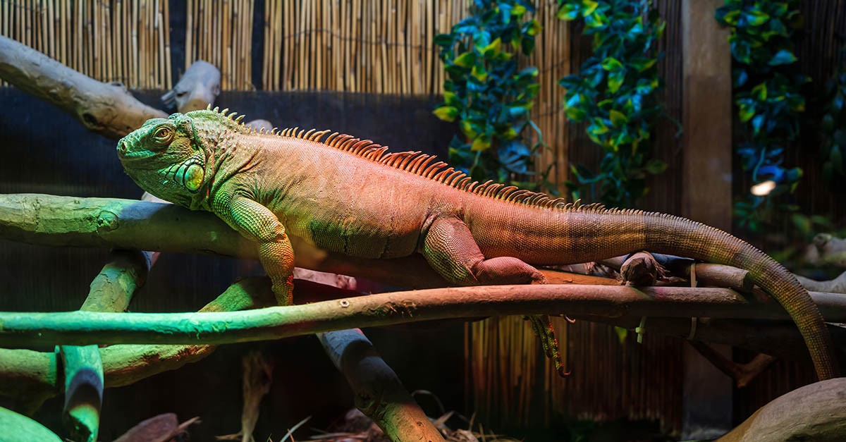 Iguana nel terrario
