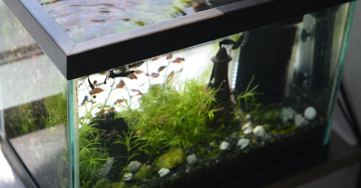 Un acquario con pesci e piante