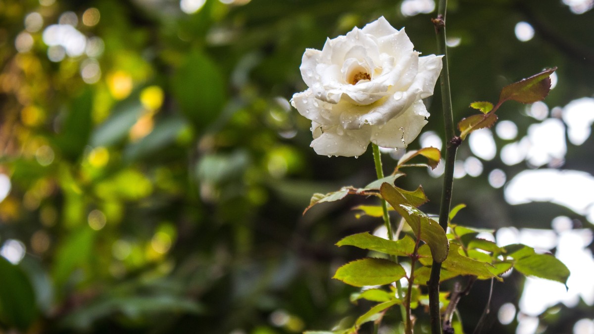rosa iceberg