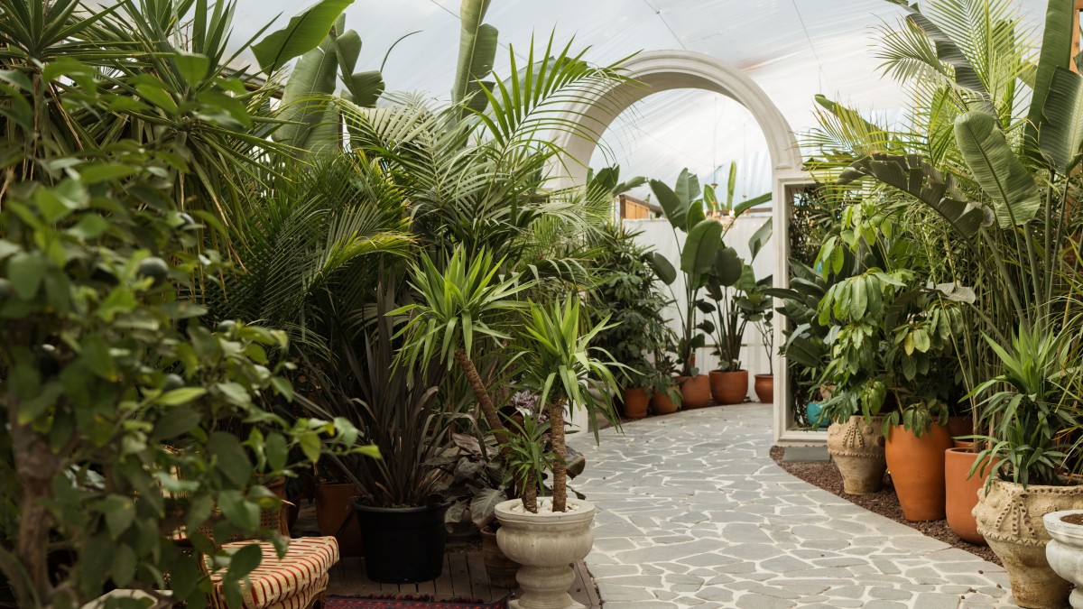 creare un giardino tropicale