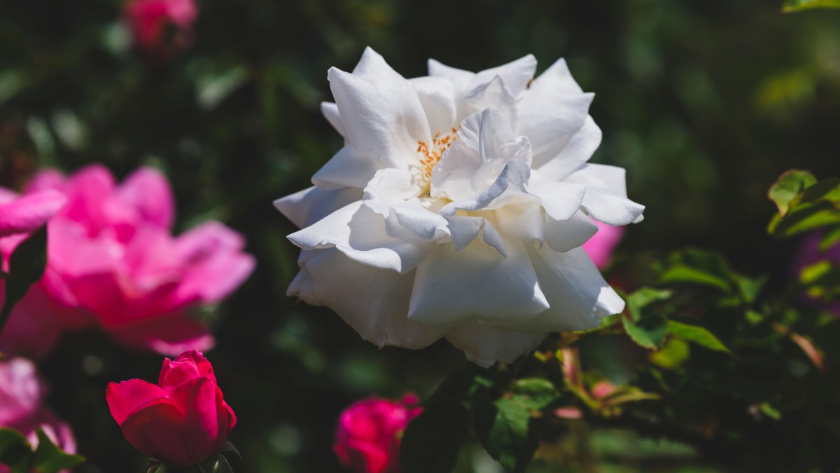 rosa iceberg