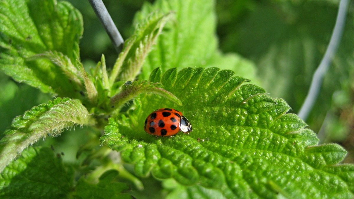 coltivare ortiche