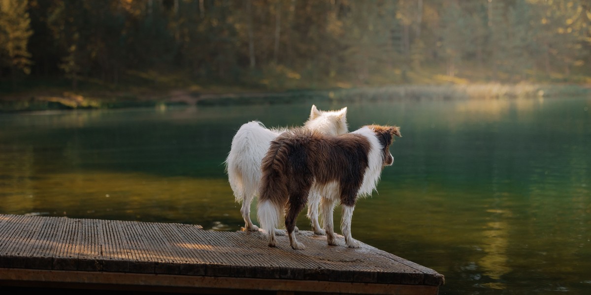 spiagge per cani sul lago di Garda