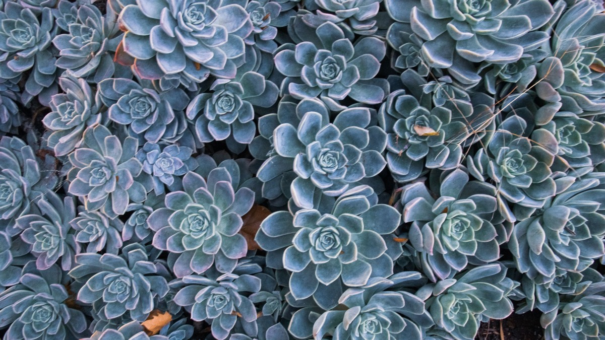 echeveria elegans