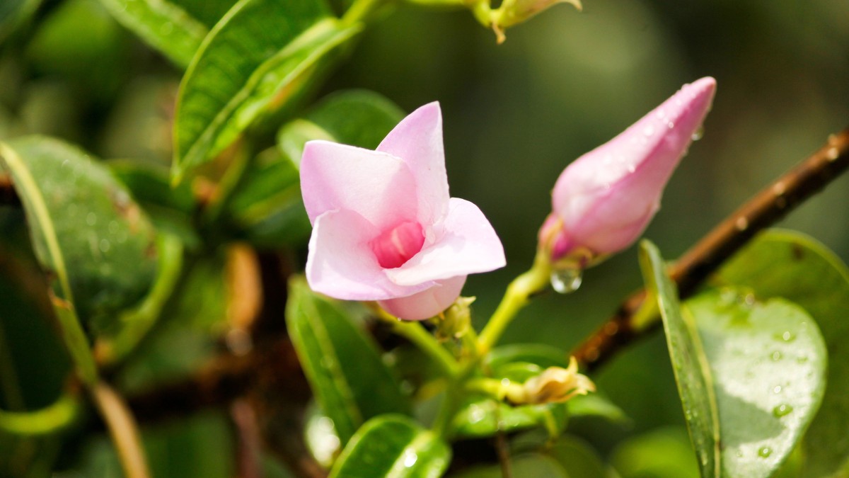 coltivare la mandevilla