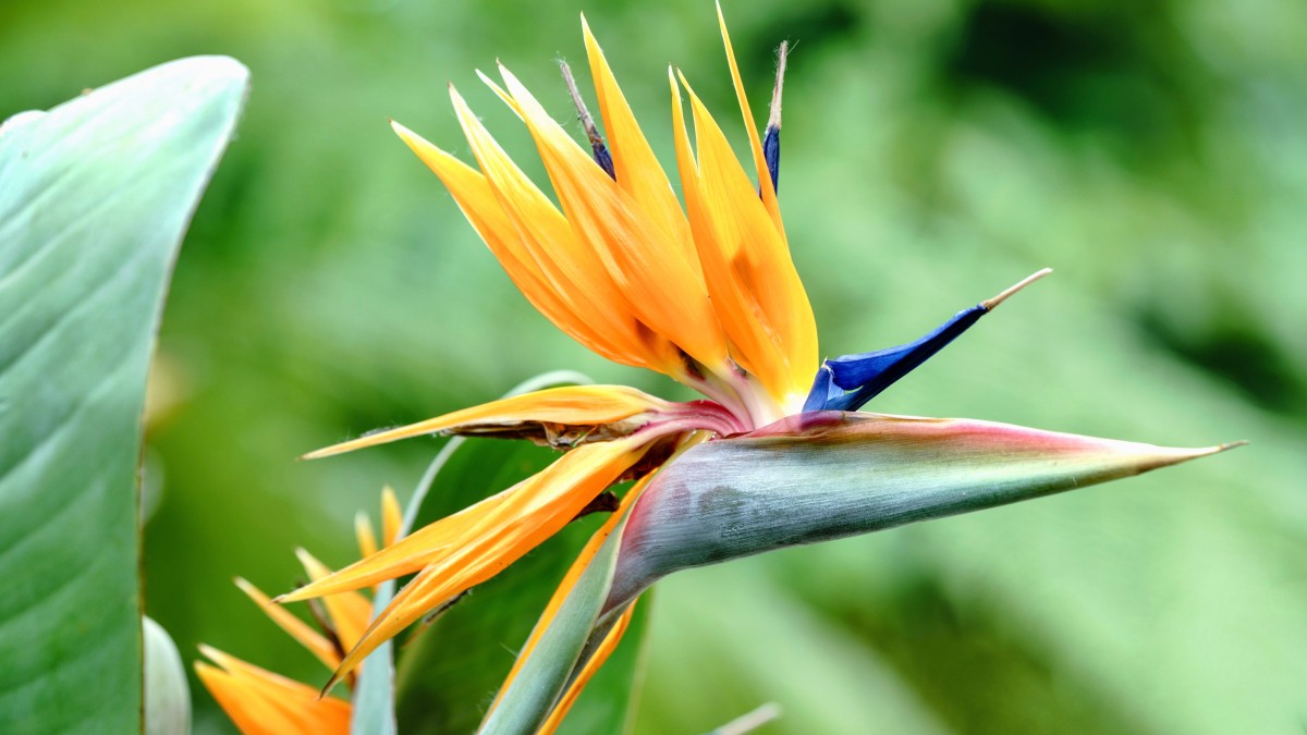 creare un giardino tropicale