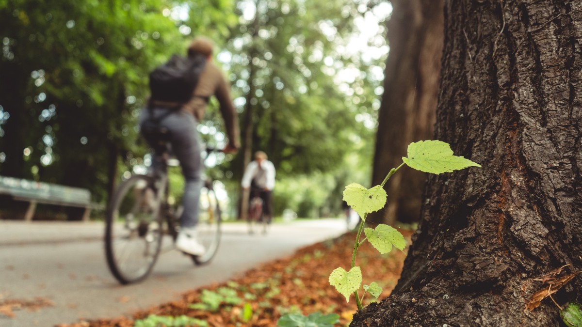 quanti alberi servono per raffreddare le città