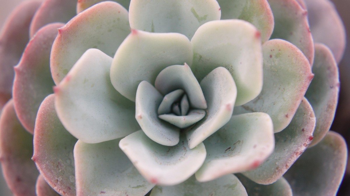 echeveria elegans