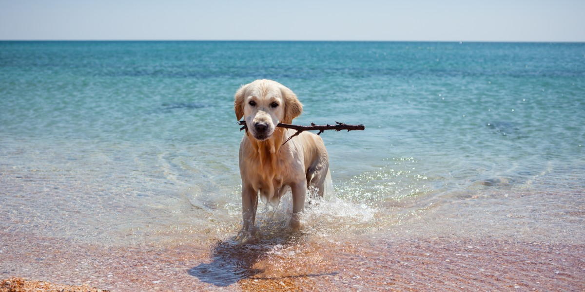  Spiagge per cani sul lago di Garda