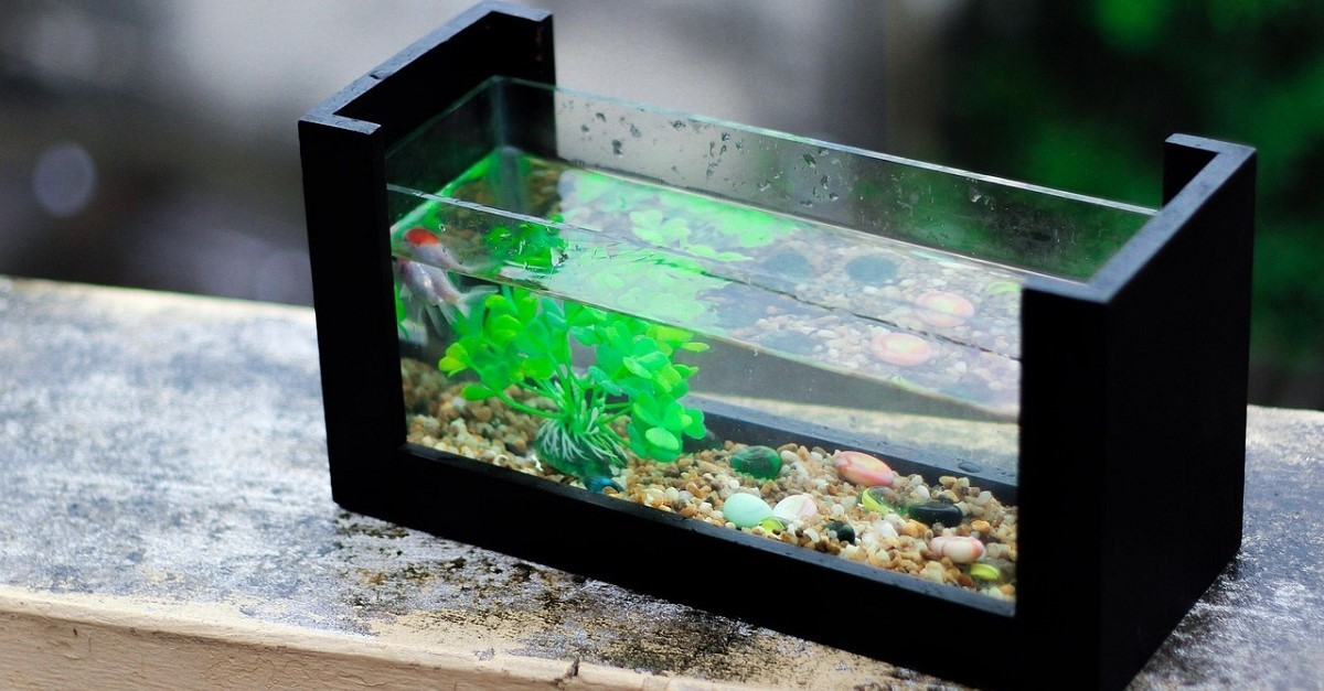 Piccolo acquario con una pianta