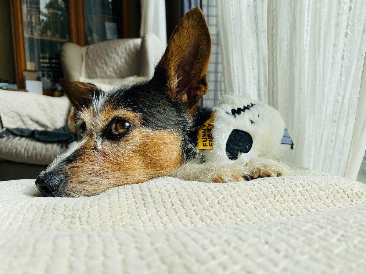 Se avete cani in casa, dovete scegliere con cura i rivestimenti