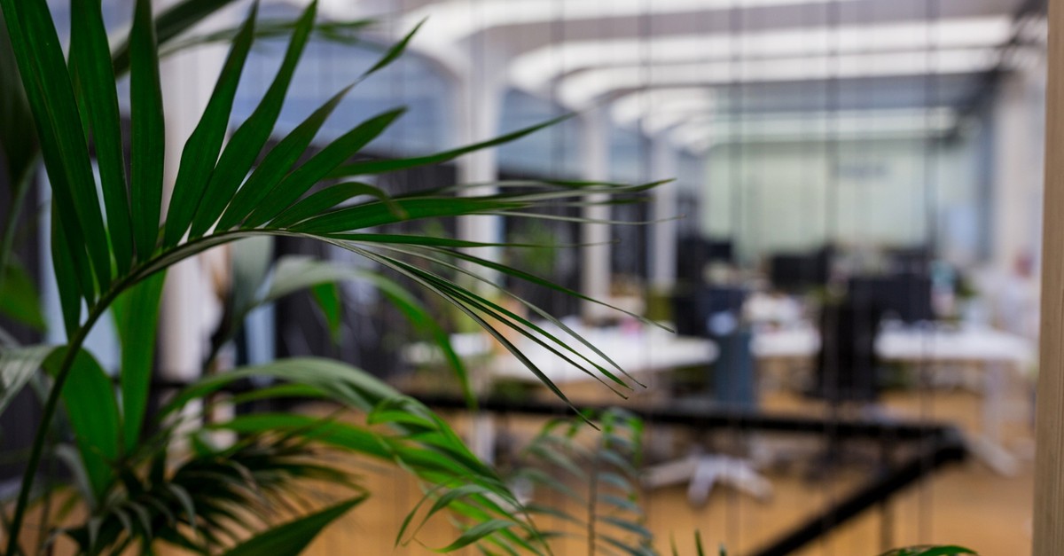 Piante usate per delimitare gli ambienti di un ufficio open space
