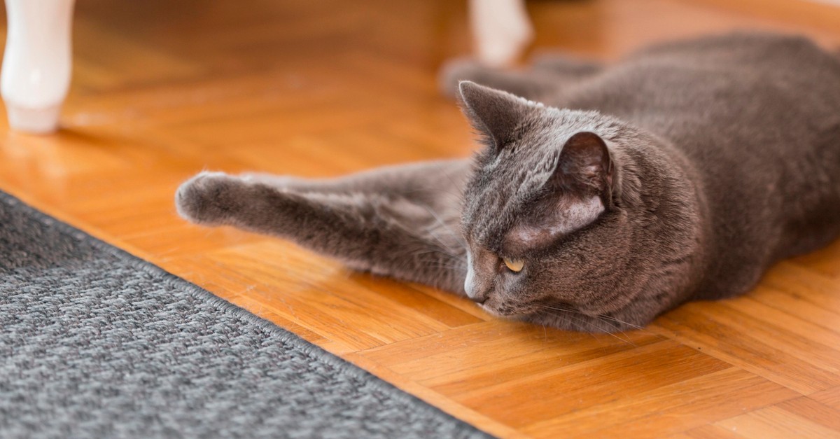 Gatto grigio su parquet