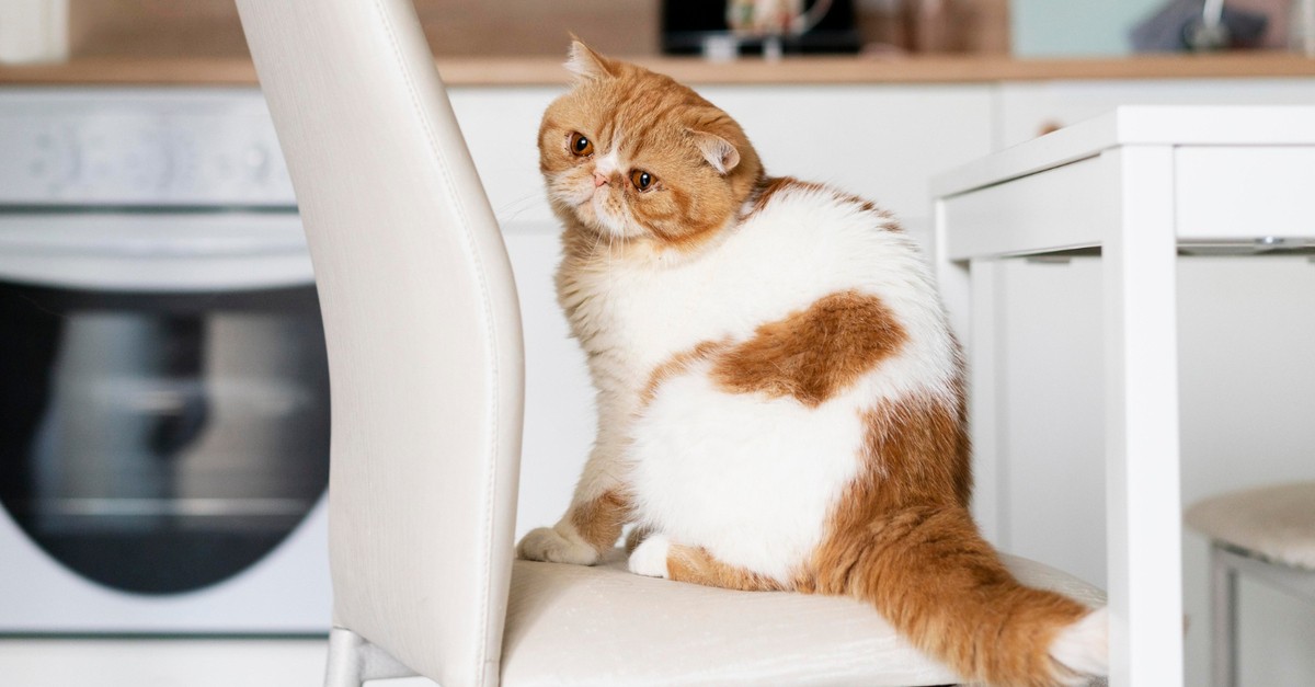 Gatto bianco e rosso su sedia della cucina