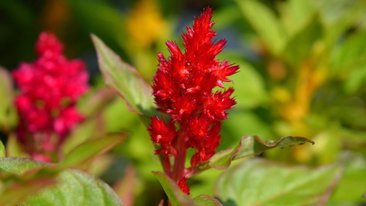 coltivare la celosia