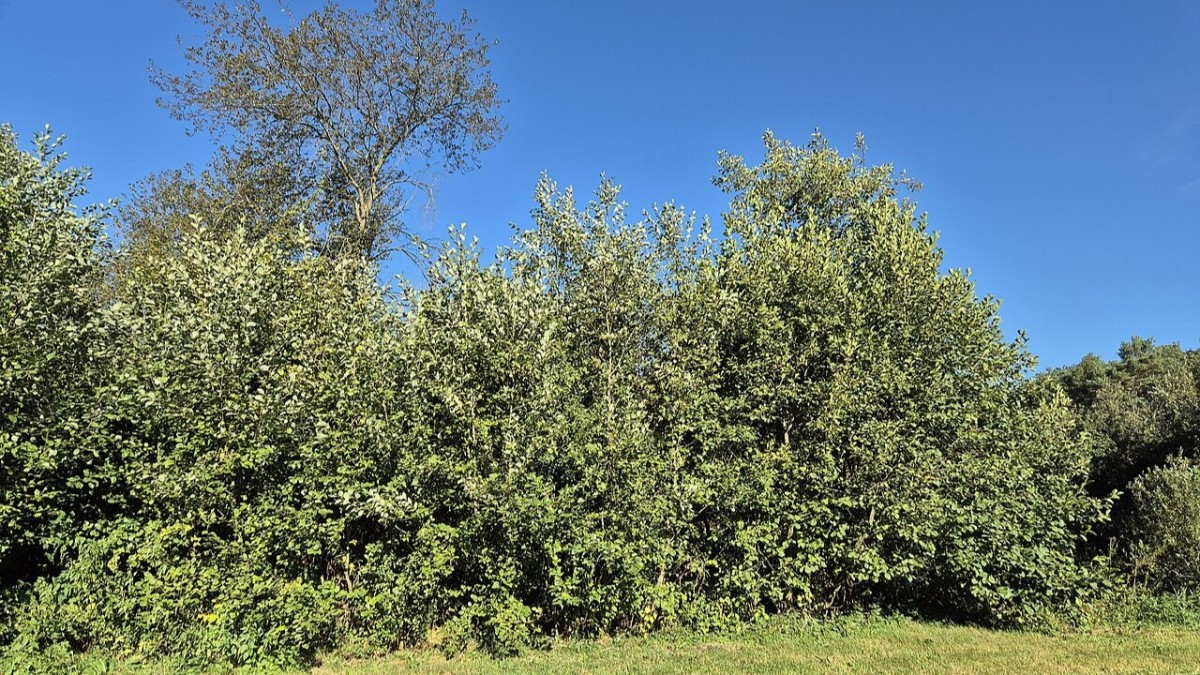 coltivare l'ontano