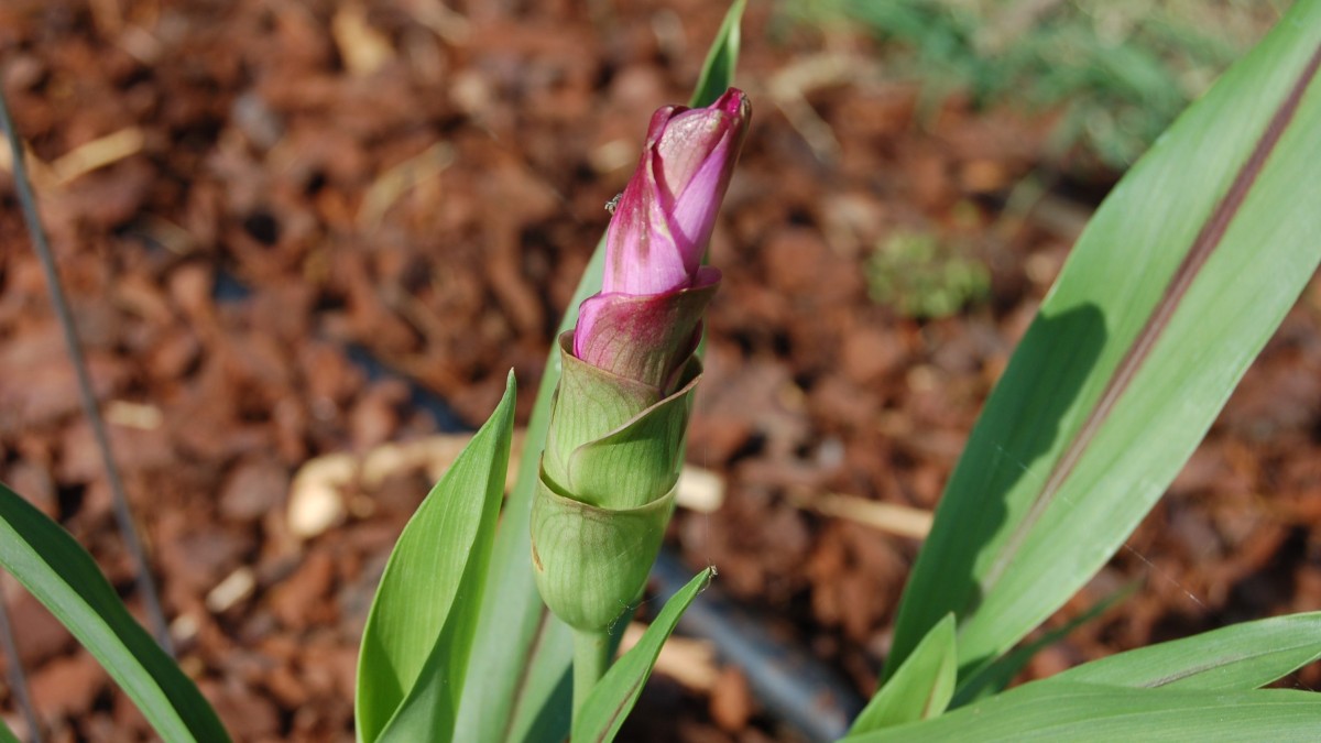 coltivare la curcuma