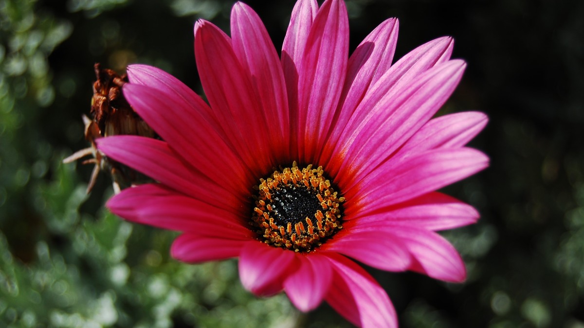 margherita africana