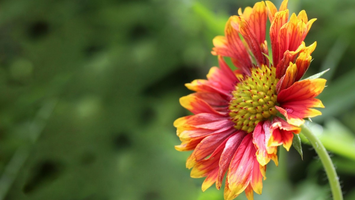 gaillardia
