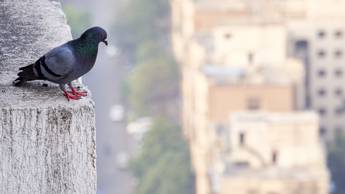 perche in città ci sono cosi tanti piccioni