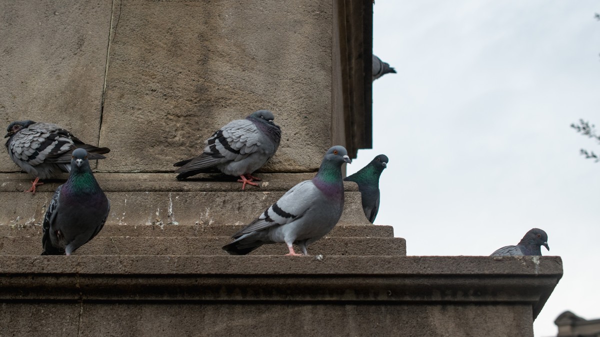 perche in città ci sono cosi tanti piccioni