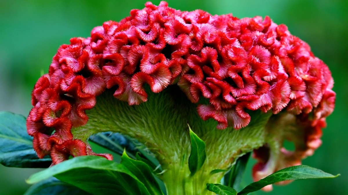 coltivare la celosia