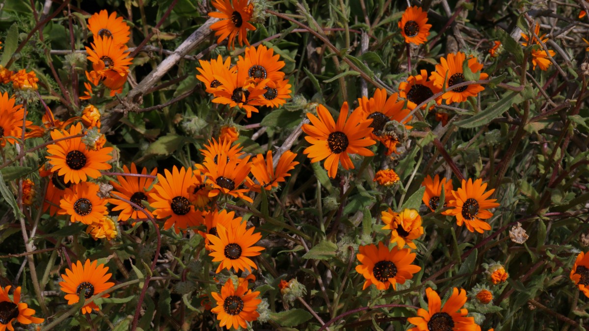 margherita africana