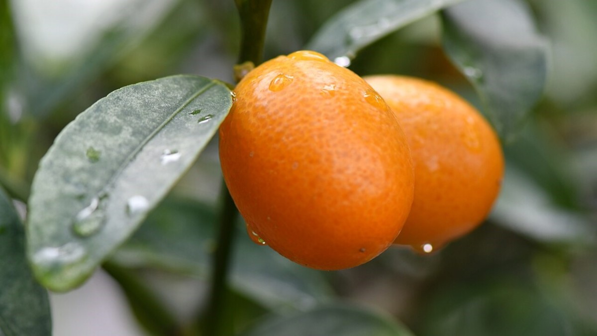 kumquat