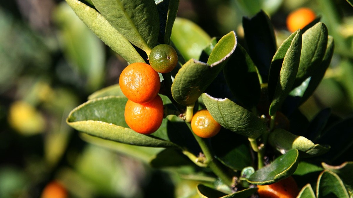 kumquat