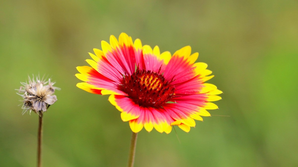 gaillardia