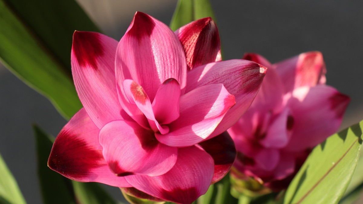 coltivare la curcuma