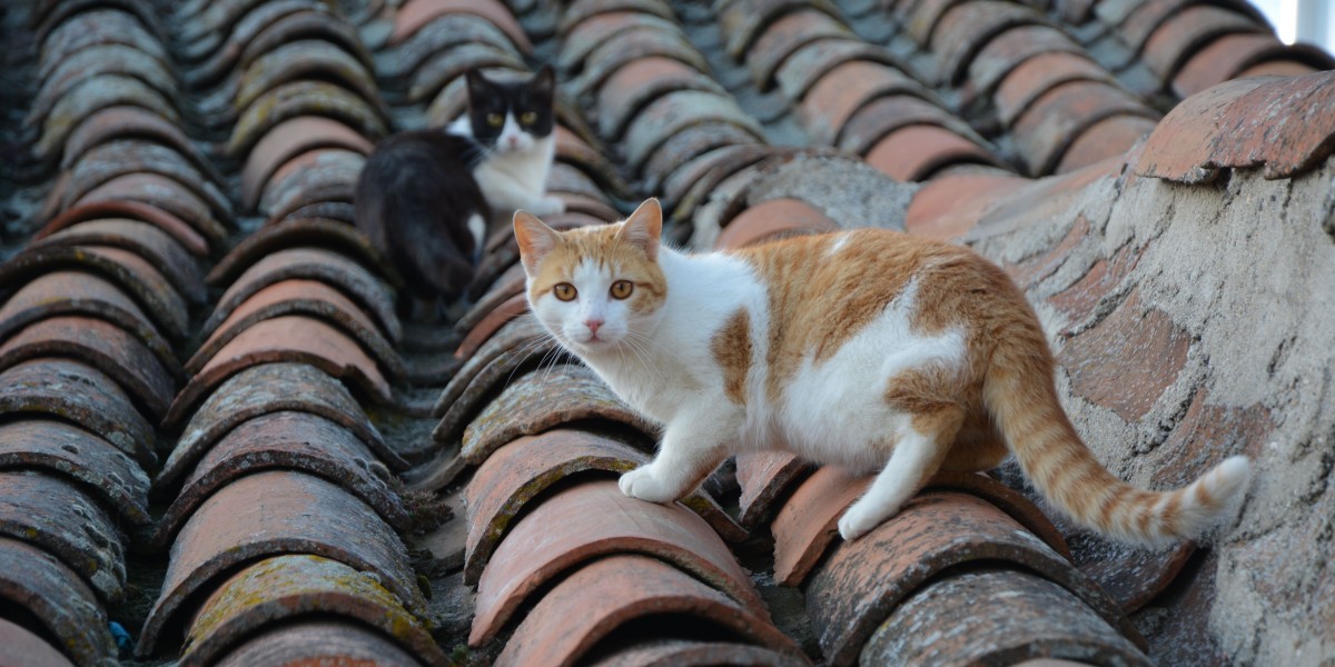 dov'è il borgo dei gatti