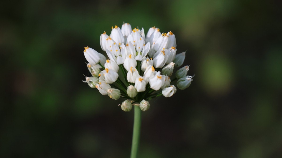 coltivare tuberosa
