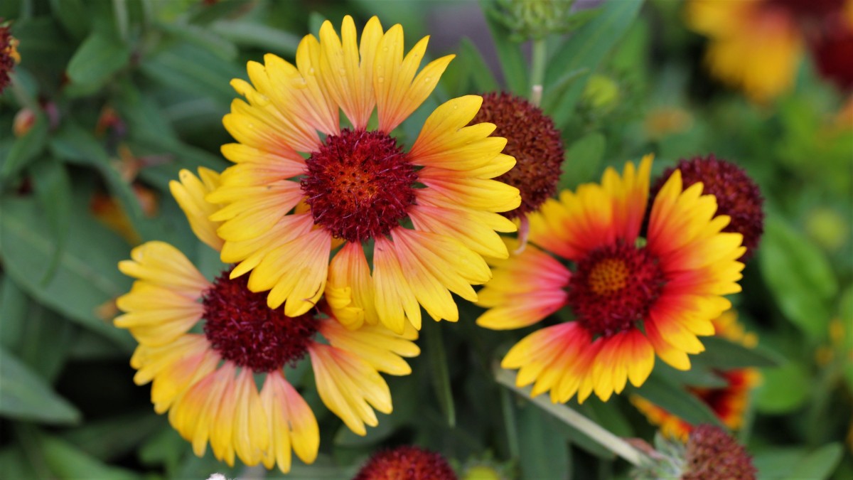 gaillardia