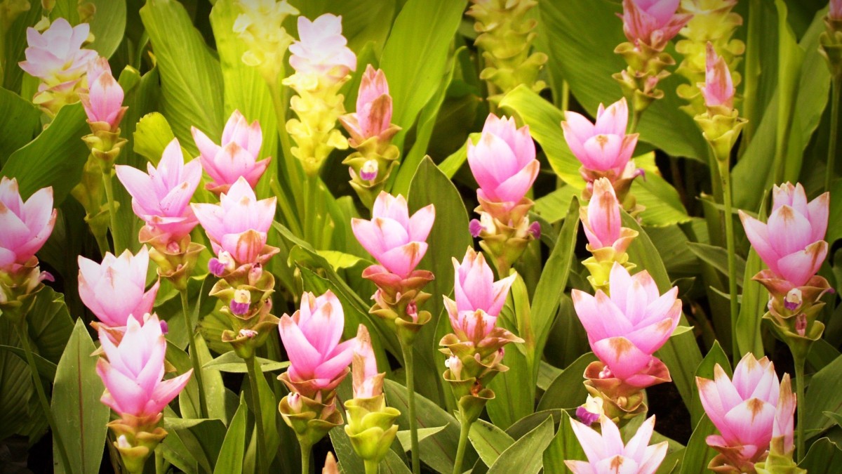 coltivare la curcuma