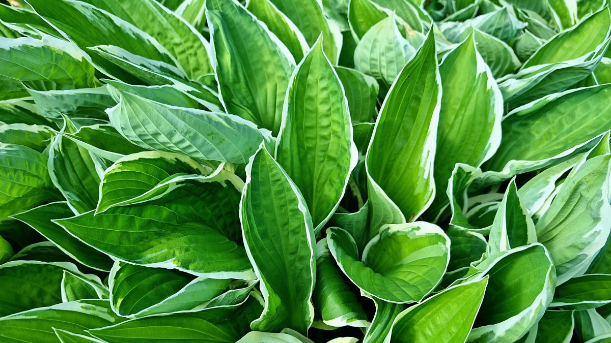 coltivare l'hosta