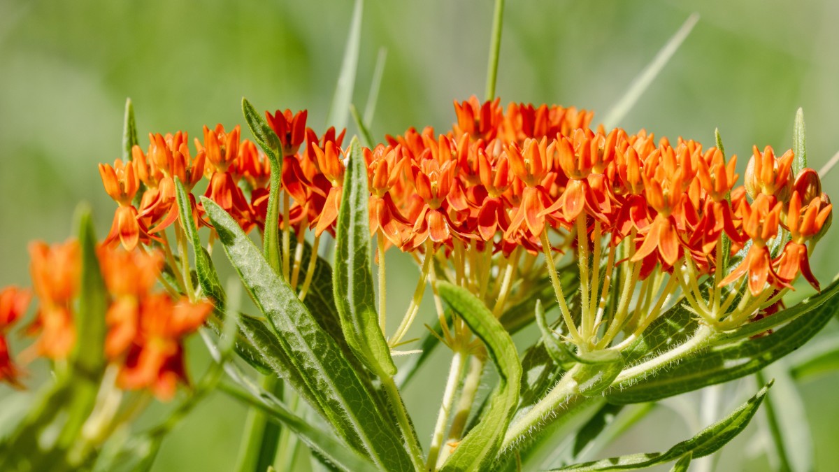 coltivare tuberosa