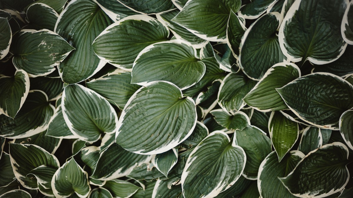coltivare l'hosta