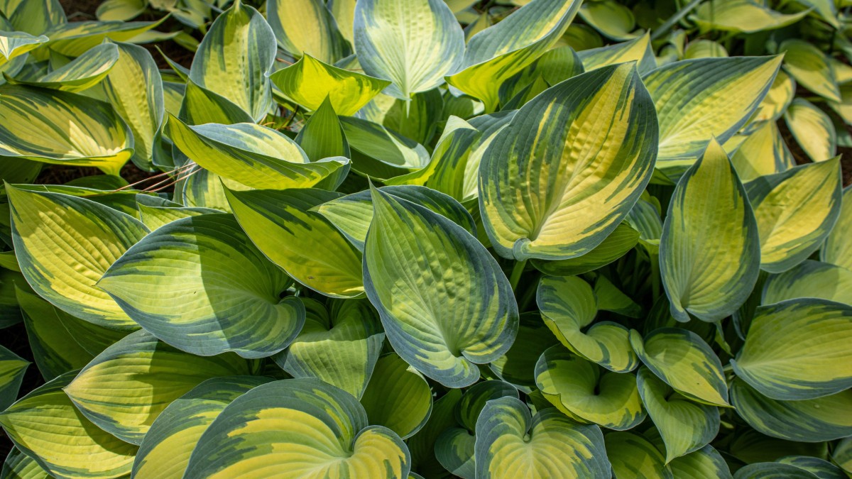 coltivare l'hosta