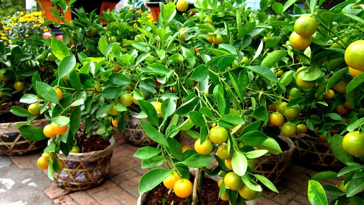 kumquat