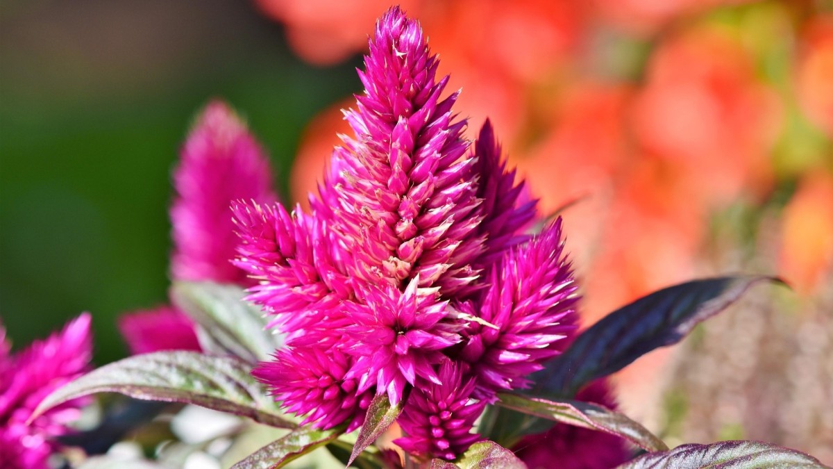 coltivare la celosia